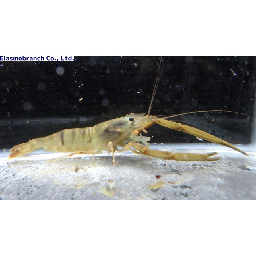 テナガエビ科 ヒラテテナガエビ Macrobrachium Japonicum 5 7cm １匹 Tenagaebi2 アクアハウス魚の道 通販 Yahoo ショッピング