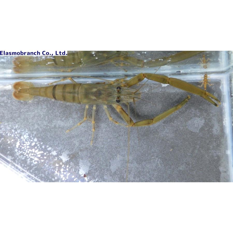 テナガエビ科 ヒラテテナガエビ Macrobrachium Japonicum 7 8cm １匹 Tenagaebi2 アクアハウス魚の道 通販 Yahoo ショッピング