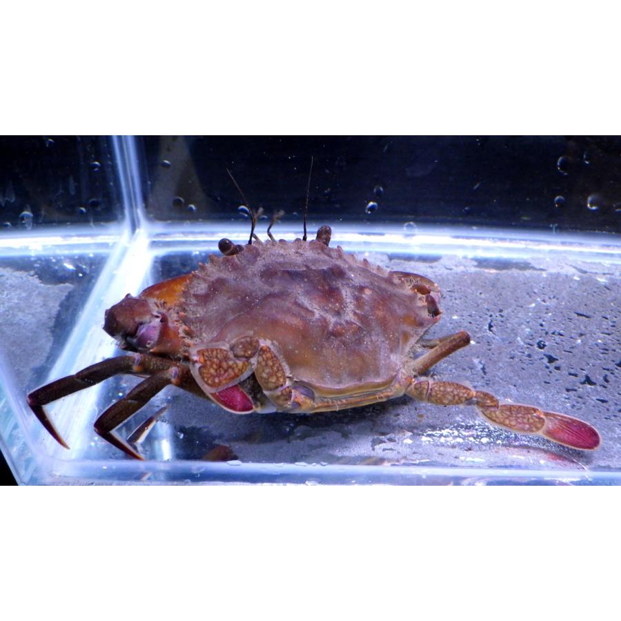 海洋堂/ KAIYODO AQUATAlES ノコギリガザミ　蟹　ポリレジン製 海洋堂/ KAIYODO AQUATAlES ノコギリガザミ 蟹 ポリレジン製