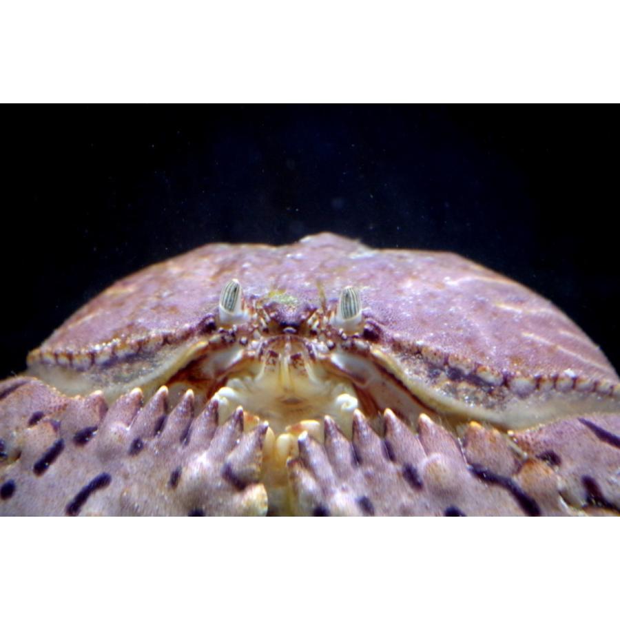 カラッパ科） トラフカラッパ Calappa lopbos （10〜13cm） 1匹