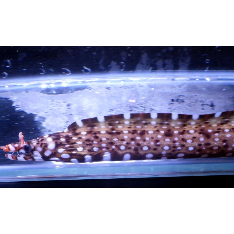 （ウツボ科）　トラウツボ　Muraena pardalis　（25〜30cm）　１匹｜uonomichi｜04