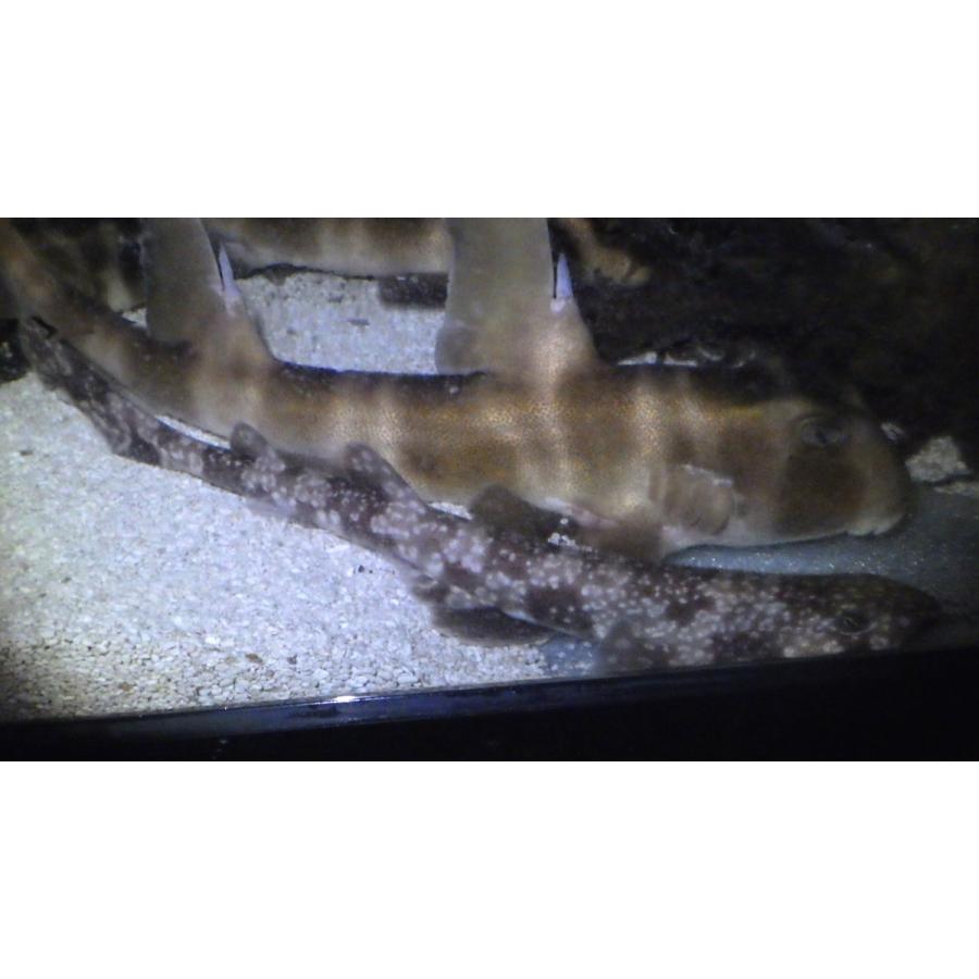 12周年記念イベントが トラザメ科 イズハナトラザメ Scyliorhinus cf. tokubee 25〜30cm １匹  fol.mywinterhaven.com