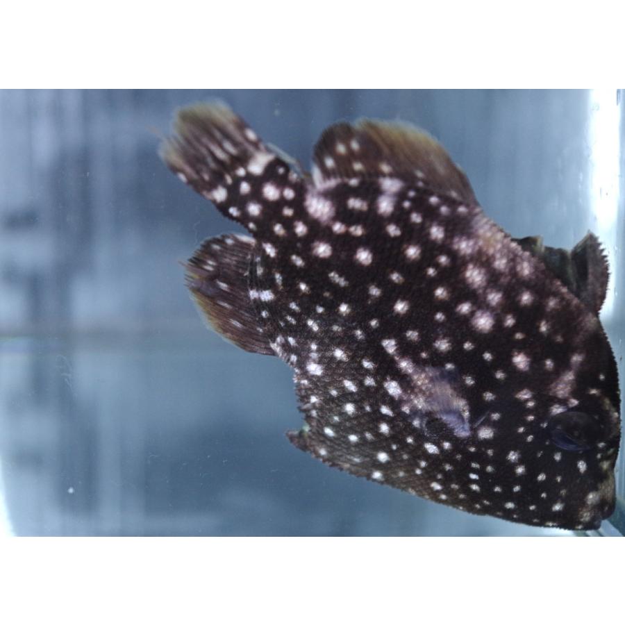 モンガラカワハギ科 アミモンガラ Canthidermis Maculata 3 5cm １匹 Triggerfisf 1 アクアハウス魚の道 通販 Yahoo ショッピング