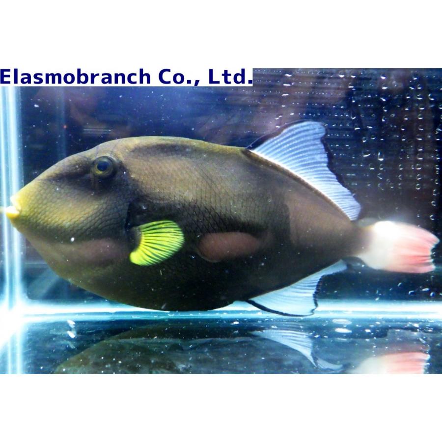 高知インター店 モンガラカワハギ科 クロモンガラ Melichthys Vidua 15 cm １匹 Triggerfisf 6 アクアハウス魚の道 通販 Yahoo ショッピング 最適な価格 Mobile Scotturb Com