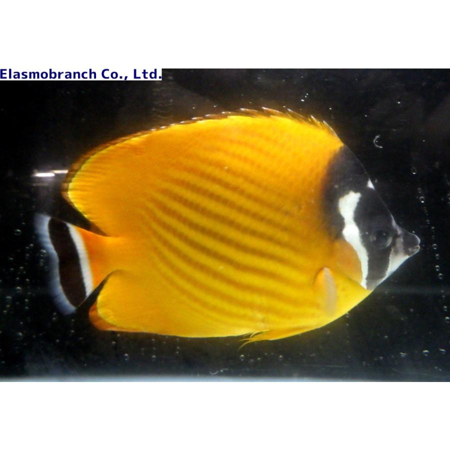 チョウチョウウオ科） ツキチョウチョウウオ Chaetodon wiebeli （17