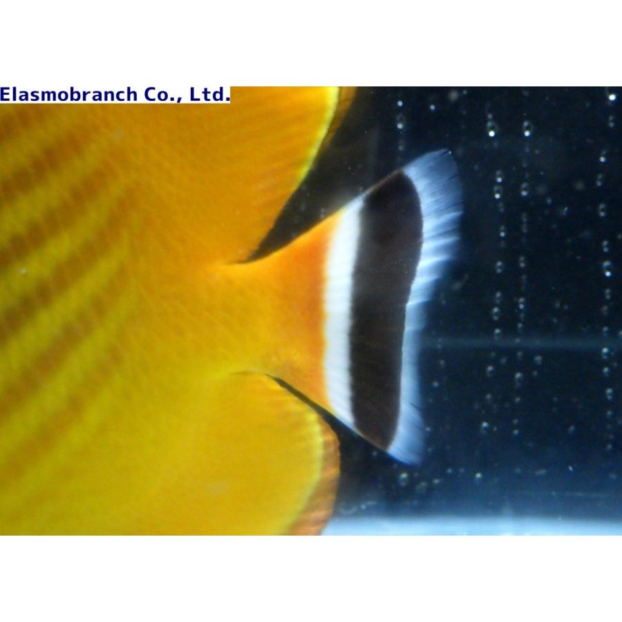 チョウチョウウオ科） ツキチョウチョウウオ Chaetodon wiebeli （17