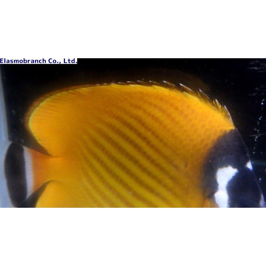 オウチョウチョウおまとめ品 楽天市場】チョウチョウオの通販