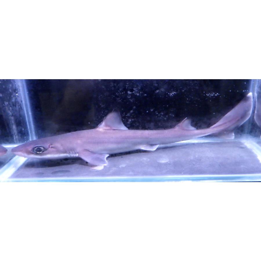 Sale 55 Off ツノザメ科 フトツノザメ １匹 30 40cm Mitsukurii Squalus 観賞魚生体 Www Solidarite Numerique Fr