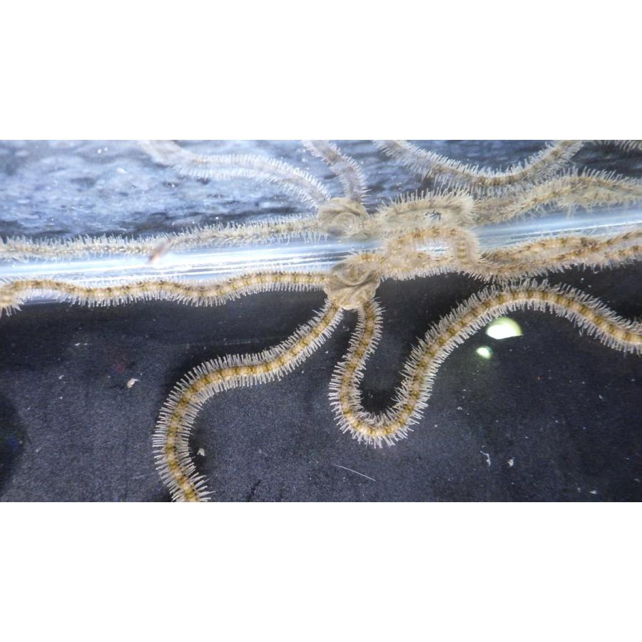 トゲクモヒトデ科 ウデナガクモヒトデ Macrophiothrix Longipeda １匹 Udenagakumo アクアハウス魚の道 通販 Yahoo ショッピング