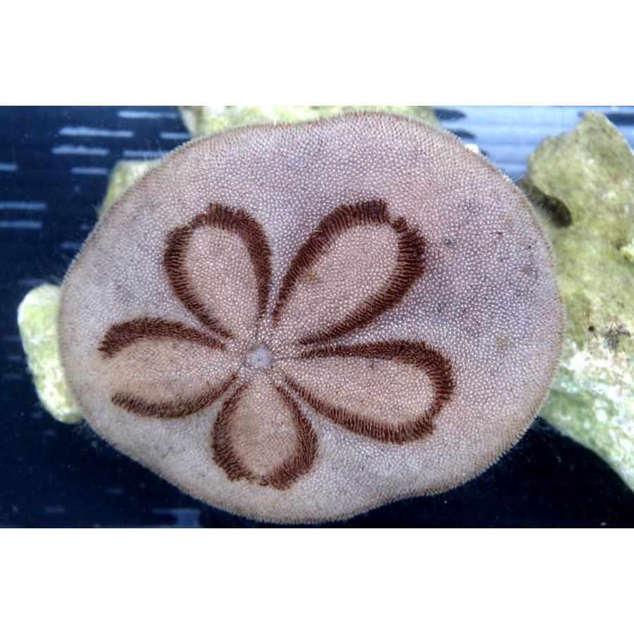 レインボーウニ13点、タコノマクラ棘残し標本1点 さくらんぼ様おまとめ品