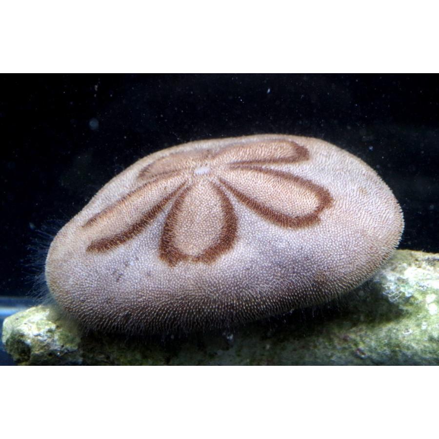 タコノマクラ科） タコノマクラ Clypeaster japonicus 1匹