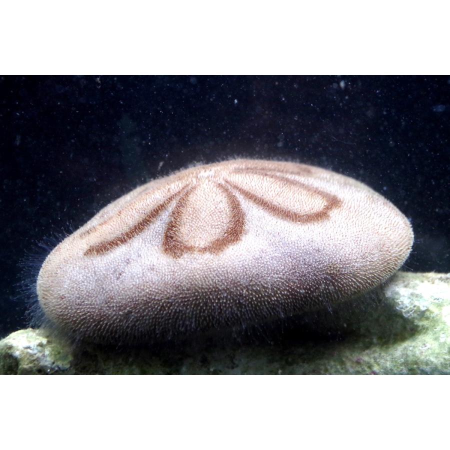 タコノマクラ科 タコノマクラ Clypeaster Japonicus １匹 Urchin 2 アクアハウス魚の道 通販 Yahoo ショッピング