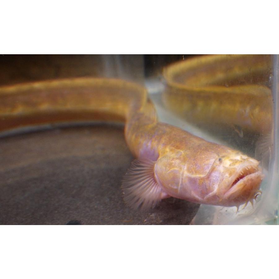 （ハゼ科） チワラスボの一種（コガネ型）　Taenioides sp. 　（10〜20cm）　１匹 コガネ型 sp