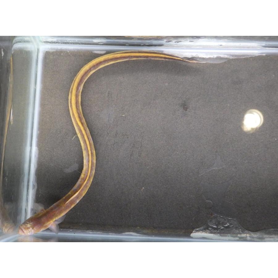 （ハゼ科） チワラスボの一種（コガネ型）　Taenioides sp. 　（10〜20cm）　１匹 コガネ型 sp