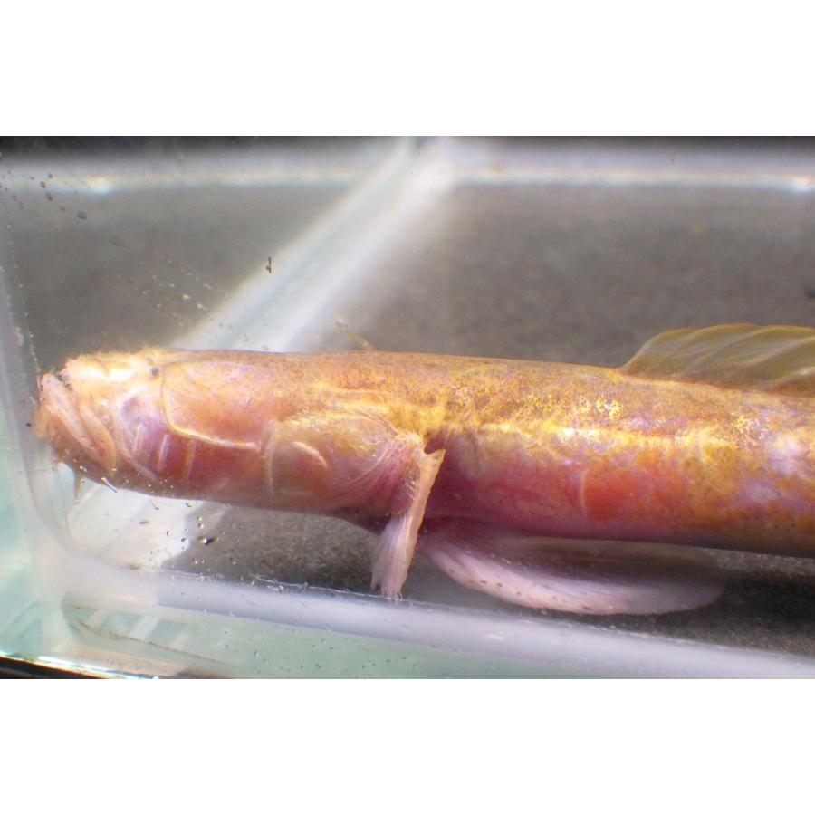 （ハゼ科） チワラスボの一種（コガネ型）　Taenioides sp. 　（10〜20cm）　１匹 コガネ型 sp