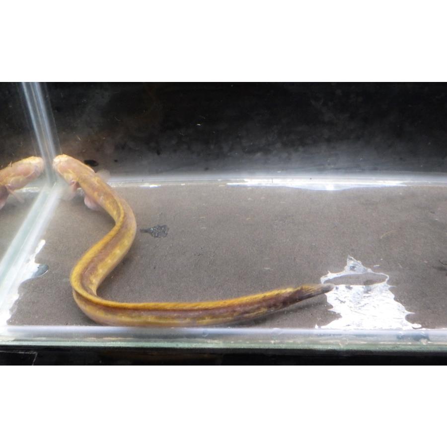 （ハゼ科） チワラスボの一種（コガネ型）　Taenioides sp. 　（10〜20cm）　１匹 コガネ型 sp