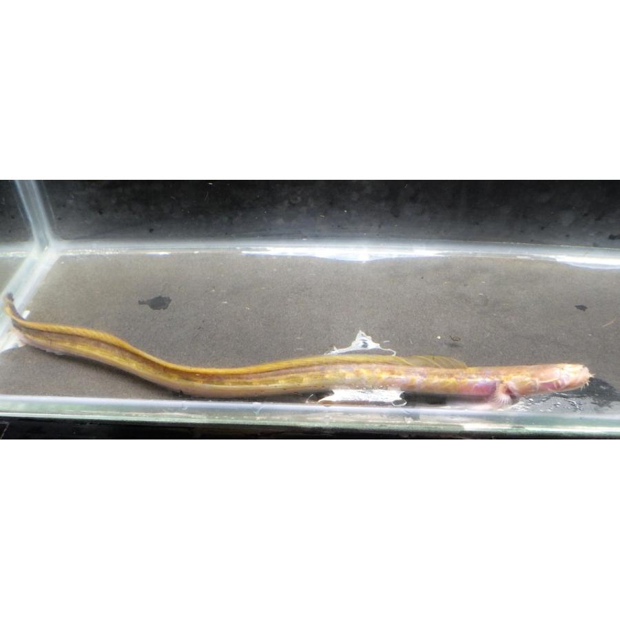 （ハゼ科） チワラスボの一種（コガネ型）　Taenioides sp. 　（10〜20cm）　１匹 コガネ型 sp