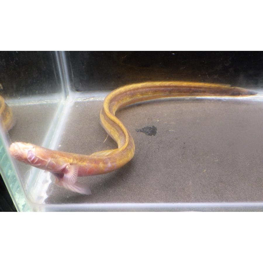 （ハゼ科） チワラスボの一種（コガネ型）　Taenioides sp. 　（10〜20cm）　１匹 コガネ型 sp