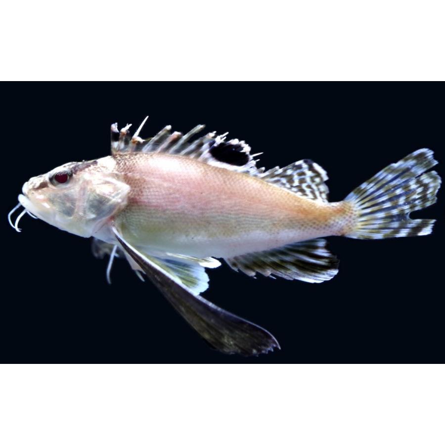 フサカサゴ科 ハチ Apistus Carinatus 5 8cm １匹 Waspfish 1 アクアハウス魚の道 通販 Yahoo ショッピング