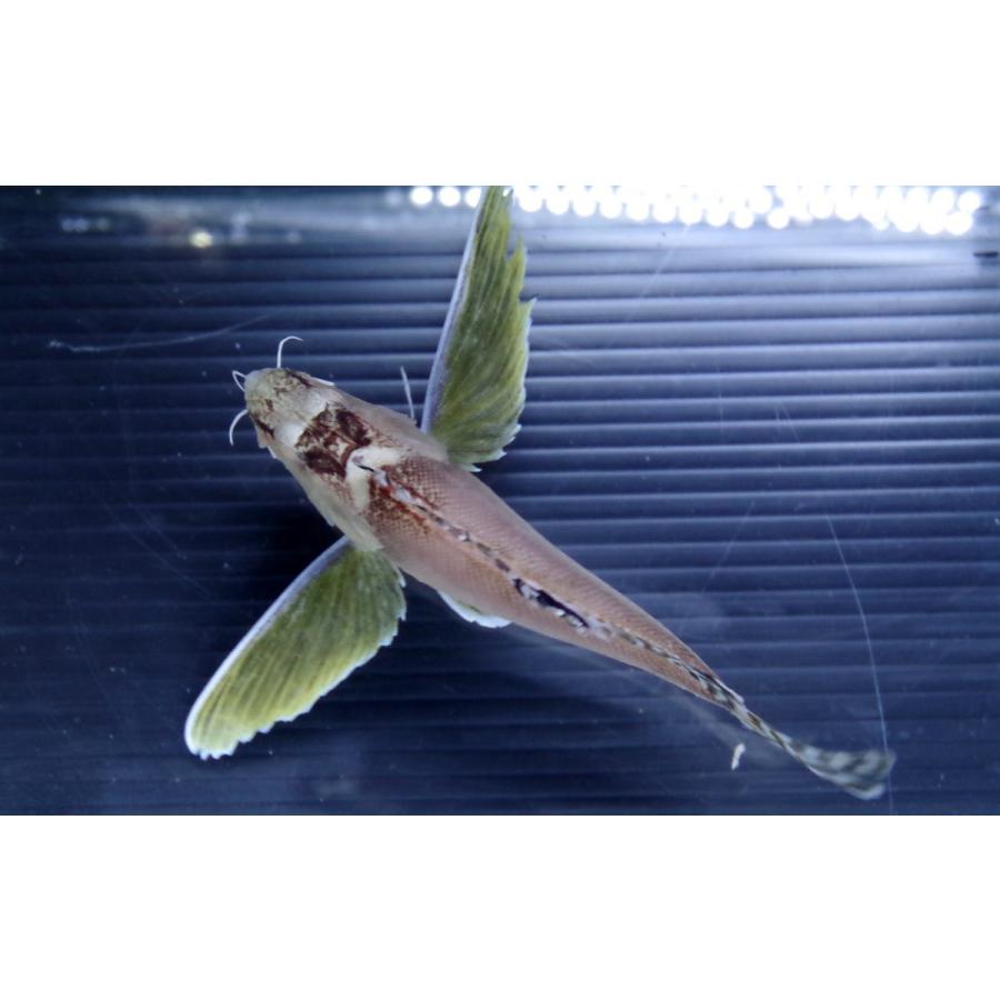 フサカサゴ科 ハチ Apistus Carinatus 5 8cm １匹 Waspfish 1 アクアハウス魚の道 通販 Yahoo ショッピング