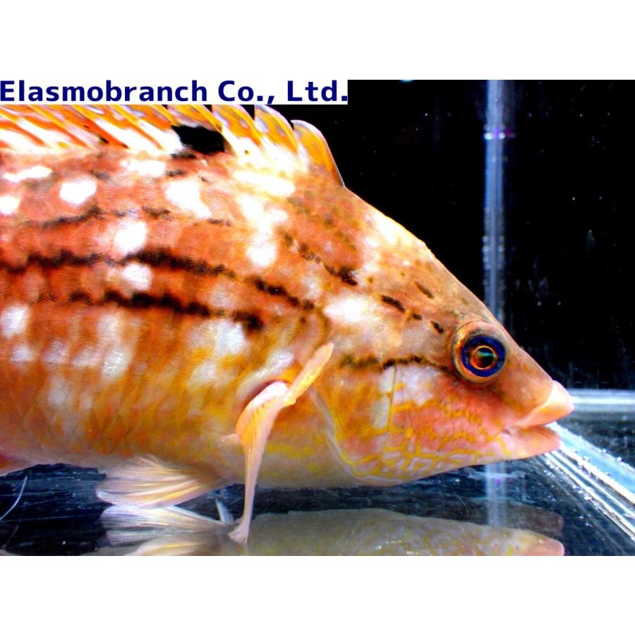 ベラ科 ホシササノハベラ Pseudolabrus Sieboldi 6 8cm １匹 Wrasse 1 アクアハウス魚の道 通販 Yahoo ショッピング