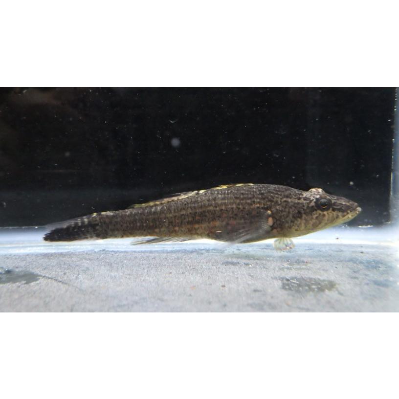 （カワアナゴ科） ヤエヤマノコギリハゼ Butis amboinensis （8〜10cm） 1匹 : アクアハウス魚の道 - 通販 ...
