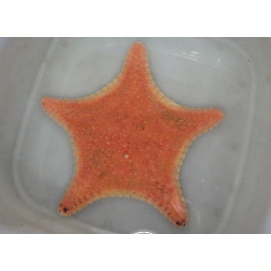 ゴカクヒトデ科 ヤマトホシヒトデ ゴカクホシヒトデ Hippasteria Imperialis 15 cm １匹 Yamatohosihitode アクアハウス魚の道 通販 Yahoo ショッピング