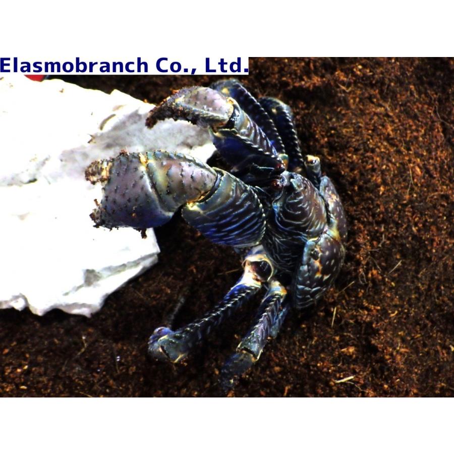 ヤシガニ500g〜600g