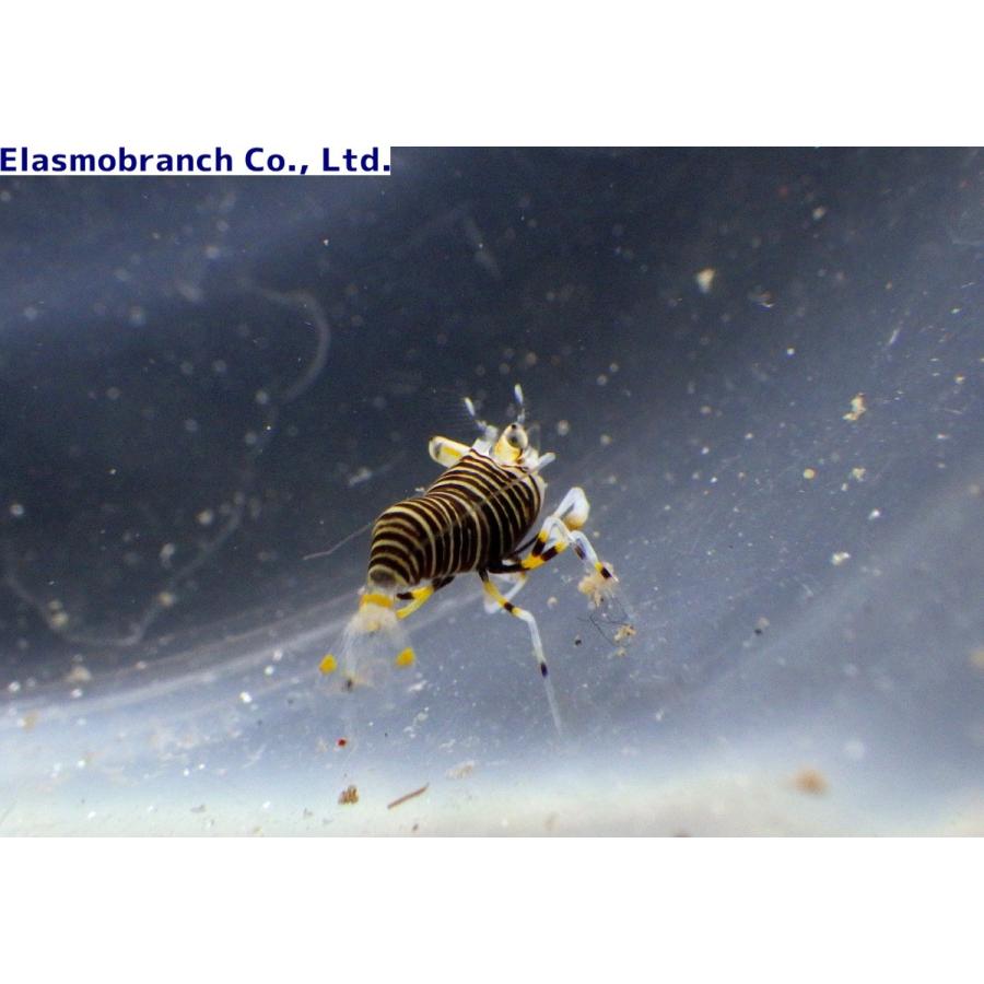 ヨコシマエビ科 ヨコシマエビ 餌ヒトデ付き Gnathophyllum Americanum 1cm 1匹 Yokoshimaebi アクアハウス魚の道 通販 Yahoo ショッピング