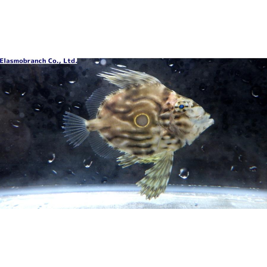 マトウダイ科 マトウダイ Zeus Faber 3 6cm １匹 Zeidae 1 アクアハウス魚の道 通販 Yahoo ショッピング