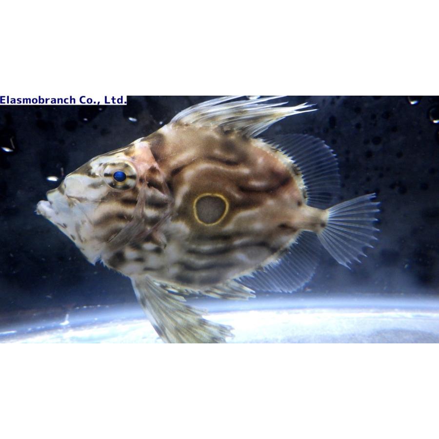マトウダイ科 マトウダイ Zeus Faber 3 6cm １匹 Zeidae 1 アクアハウス魚の道 通販 Yahoo ショッピング