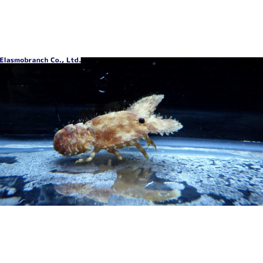 セミエビ科） ゾウリエビ Parribacus japonicus （6〜8cm） 1匹