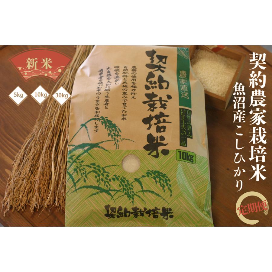 コシヒカリ 【2025年度】契約農家栽培米魚沼産こしひかり 5kg : 魚沼の 