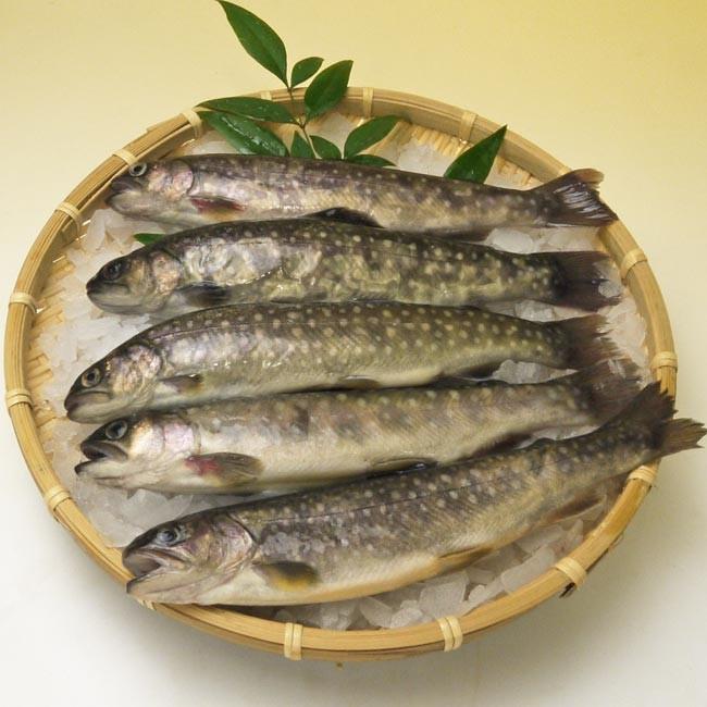 イワナ一夜干し 2枚入 当店で丁寧に作りました いわな 岩魚干物 Iwanahi 伊勢の国の美味いもの 魚佐太 通販 Yahoo ショッピング