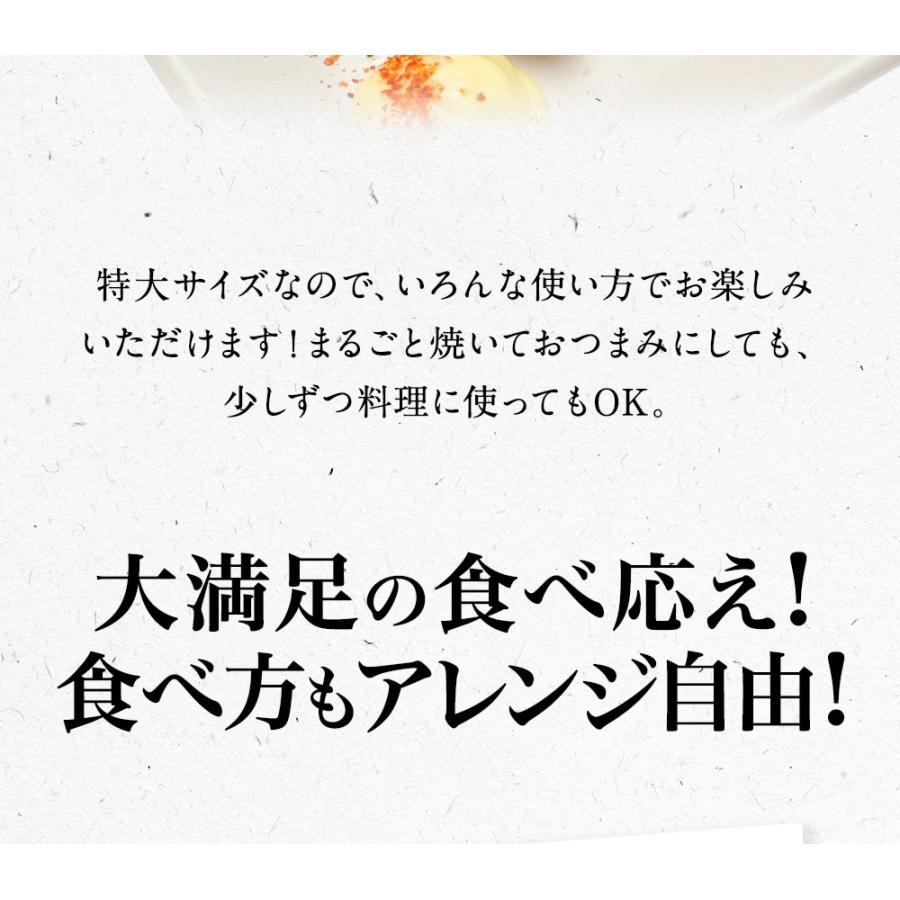 真いか 一夜干し 特大サイズ2枚 北海道産 稚内  スルメイカ 烏賊 やわらか 在宅 母の日 父の日 敬老 歳末 お歳暮 年末グルメ 贈答 迎春 | おさかな問屋 魚奏 | 07