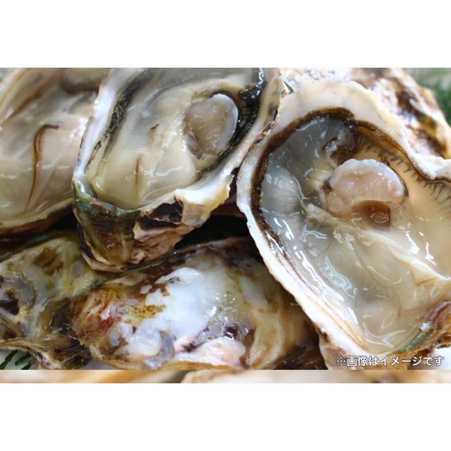 伊勢神宮奉納 殻つき牡蠣 カキ 桃こまち 伊勢湾産 7キロ(約75個)  訳あり カンカン焼き BBQ 歳末 お歳暮 年末グルメ 贈答 迎春 | おさかな問屋 魚奏 | 03