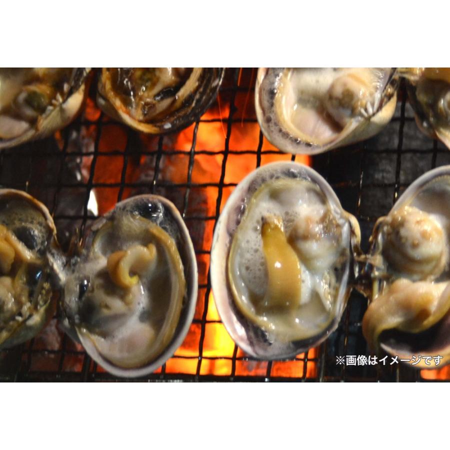 大あさり 1kg 11〜15個 大アサリ 大貝 うちむらさき BBQ 居酒屋 海鮮 同梱推奨 片貝 殻つき 歳末 お歳暮 年末グルメ 贈答 迎春 | おさかな問屋 魚奏 | 03