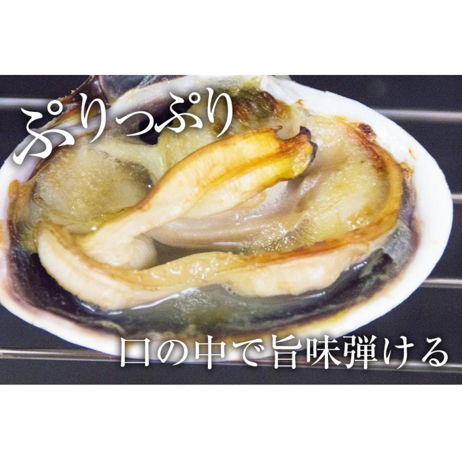 大あさり 1kg 11〜15個 大アサリ 大貝 うちむらさき BBQ 居酒屋 海鮮 同梱推奨 片貝 殻つき 歳末 お歳暮 年末グルメ 贈答 迎春 | おさかな問屋 魚奏 | 05