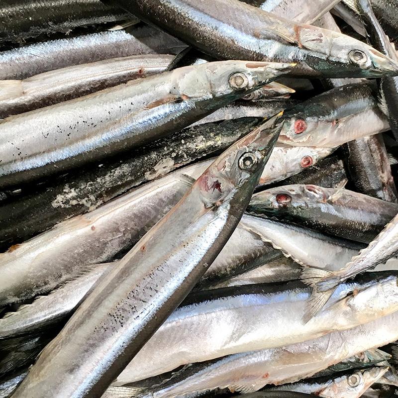 特大生冷凍さんま 2kg（11尾） 特選 送料無料 生食可能 さんま サンマ 秋刀魚 北海道 → 三陸 歳末 お歳暮 年末グルメ 贈答 迎春 | おさかな問屋 魚奏 | 15