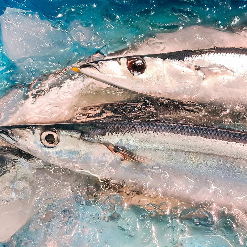 特大生さんま 2kg（11尾） 特選 送料無料 生食可能 さんま サンマ 秋刀魚 北海道 → 三陸 歳末 お歳暮 年末グルメ 贈答 迎春 | おさかな問屋 魚奏 | 16