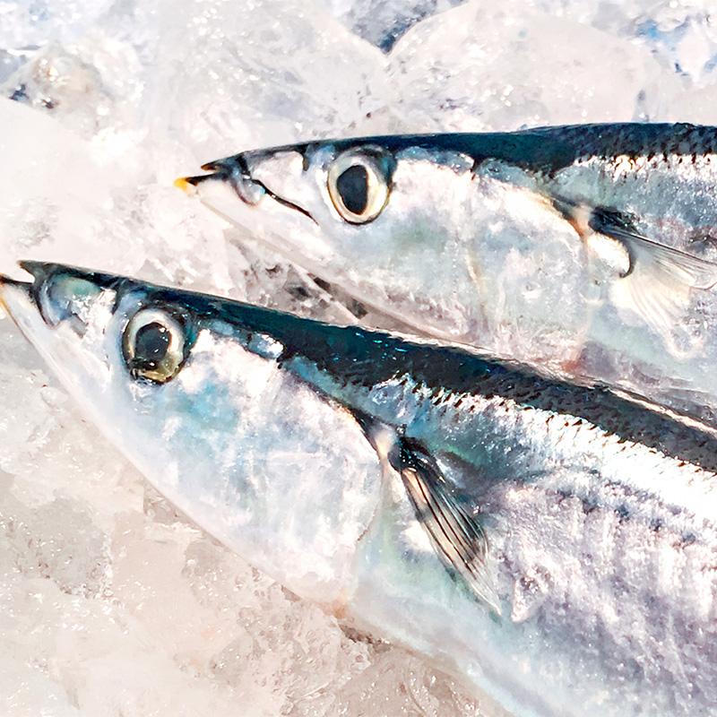 特大生さんま 2kg（11尾） 特選 送料無料 生食可能 さんま サンマ 秋刀魚 北海道 → 三陸 歳末 お歳暮 年末グルメ 贈答 迎春 | おさかな問屋 魚奏 | 13