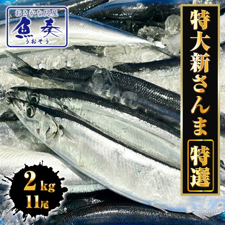 特大生さんま 2kg（11尾） 特選 送料無料 生食可能 さんま サンマ 秋刀魚 北海道 → 三陸 歳末 お歳暮 年末グルメ 贈答 迎春 | おさかな問屋 魚奏 | 17