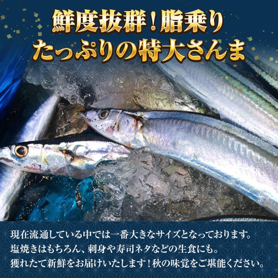 特大生さんま 2kg（13/14尾） 特選 送料無料 生食可能 さんま サンマ 秋刀魚 北海道 → 三陸 母の日 父の日 敬老 中元 ギフト | おさかな問屋 魚奏 | 04