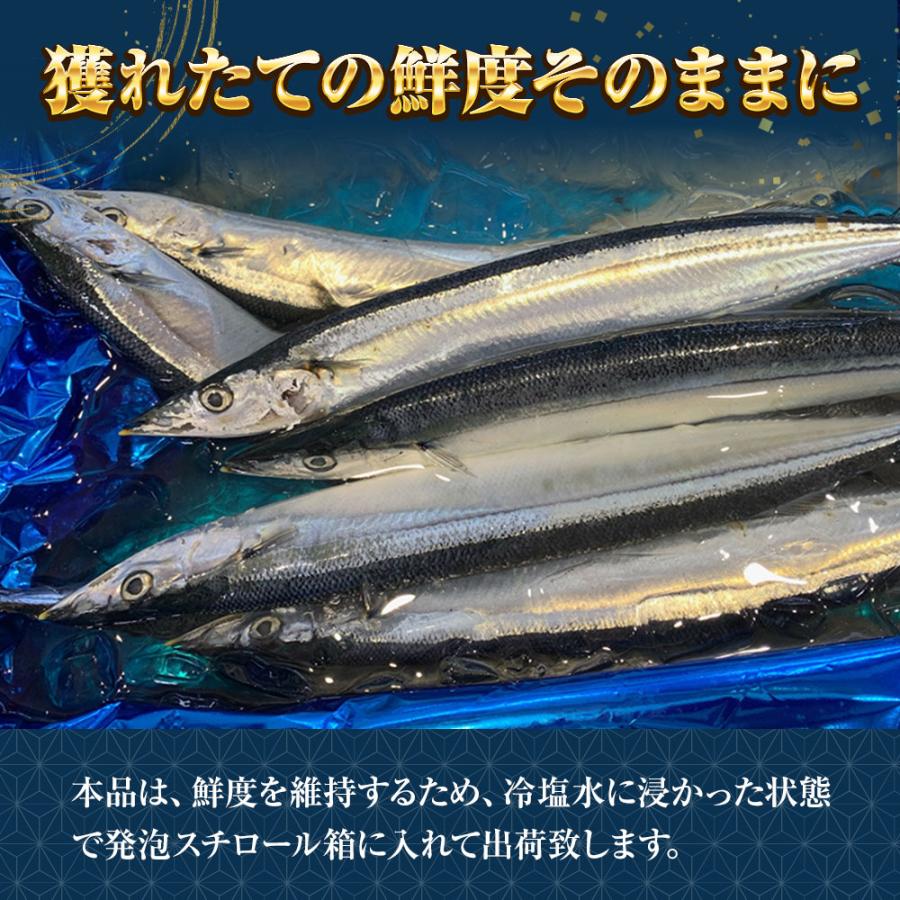 特大生さんま 2kg（13/14尾） 特選 送料無料 生食可能 さんま サンマ 秋刀魚 北海道 → 三陸 母の日 父の日 敬老 中元 ギフト | おさかな問屋 魚奏 | 08