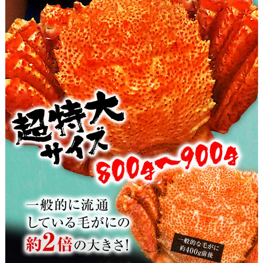 ボイル 毛ガニ 姿 特大 800g〜900g かに カニ 蟹 毛がに 毛蟹 ボイル 訳あり お歳暮 BBQ｜uosou｜05