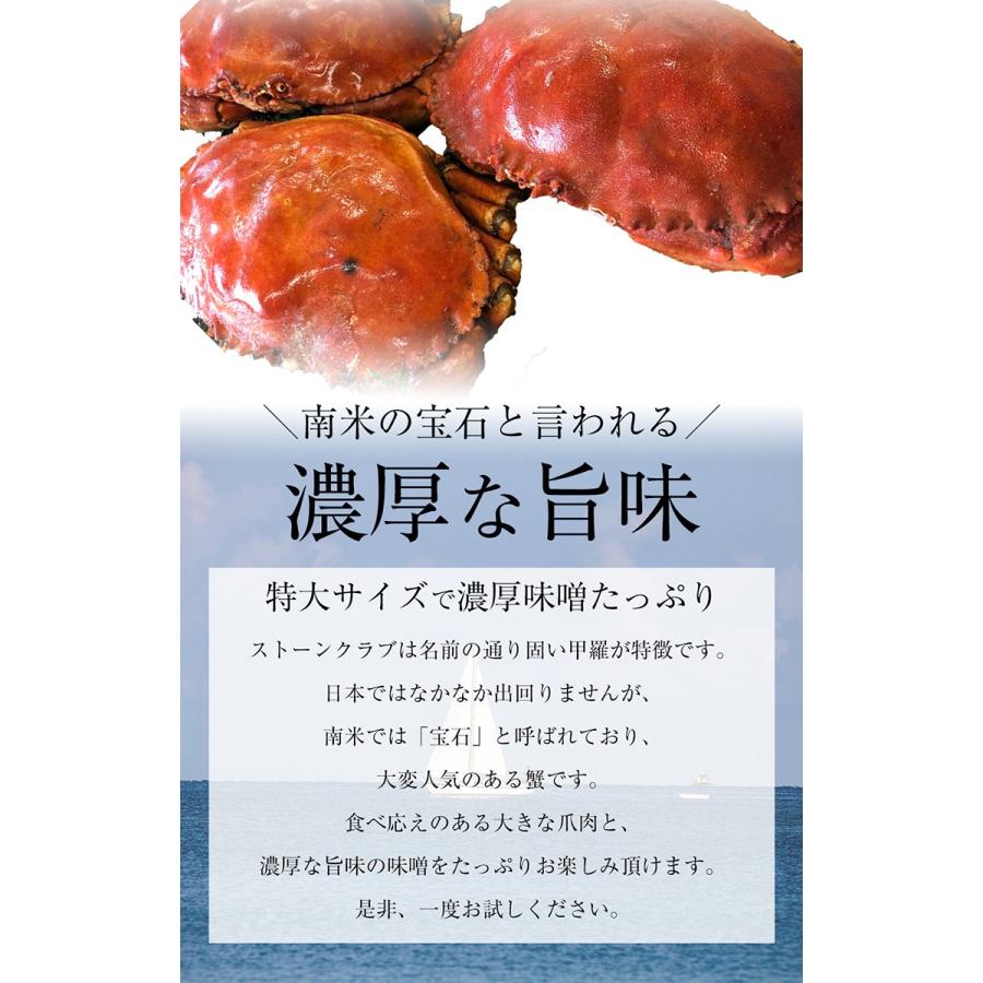 ボイル ストーンクラブ 4尾 約2.0kg 約500g×4 特大 希少 姿身 ストーンクラブ かに カニ 蟹 歳末 お歳暮 年末グルメ 贈答 迎春 | おさかな問屋 魚奏 | 03