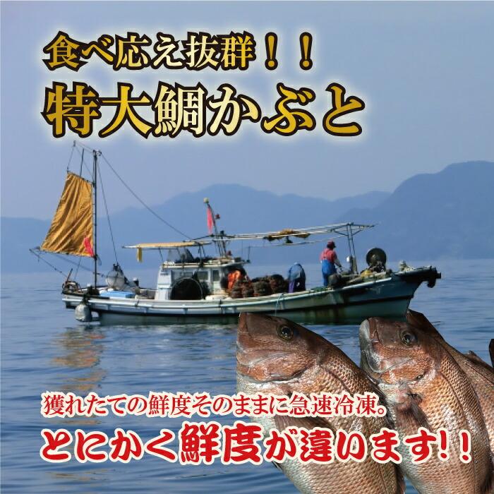 真鯛 お頭 ハーフカット 特大 2個 （2パック）鯛かぶと 鯛あら 鯛めし たい タイ タイ 鯛 愛媛産 冷凍 歳末 お歳暮 年末グルメ 贈答 迎春 | おさかな問屋 魚奏 | 02