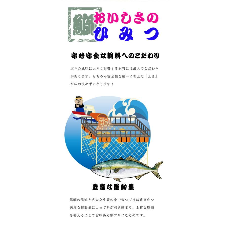 ぶり チルド 加工無し まるごと 1尾 約5kg 鹿児島 大分産 鰤 寒ブリ 嫁ぶり 刺身 ぶりしゃぶ 歳末 お歳暮 年末グルメ 贈答 迎春 | おさかな問屋 魚奏 | 02