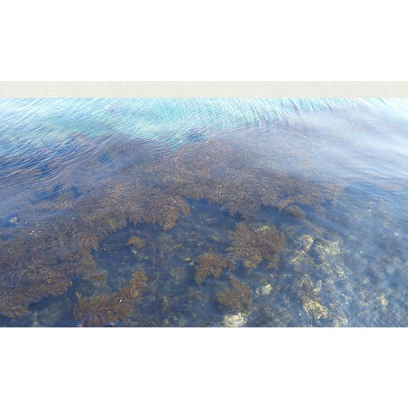 金華山沖 アカモク 100g 5セット 冷凍 無添加 無着色 保存料・化学調味料不使用 海藻 あかもく 歳末 お歳暮 年末グルメ 贈答 迎春 | おさかな問屋 魚奏 | 04