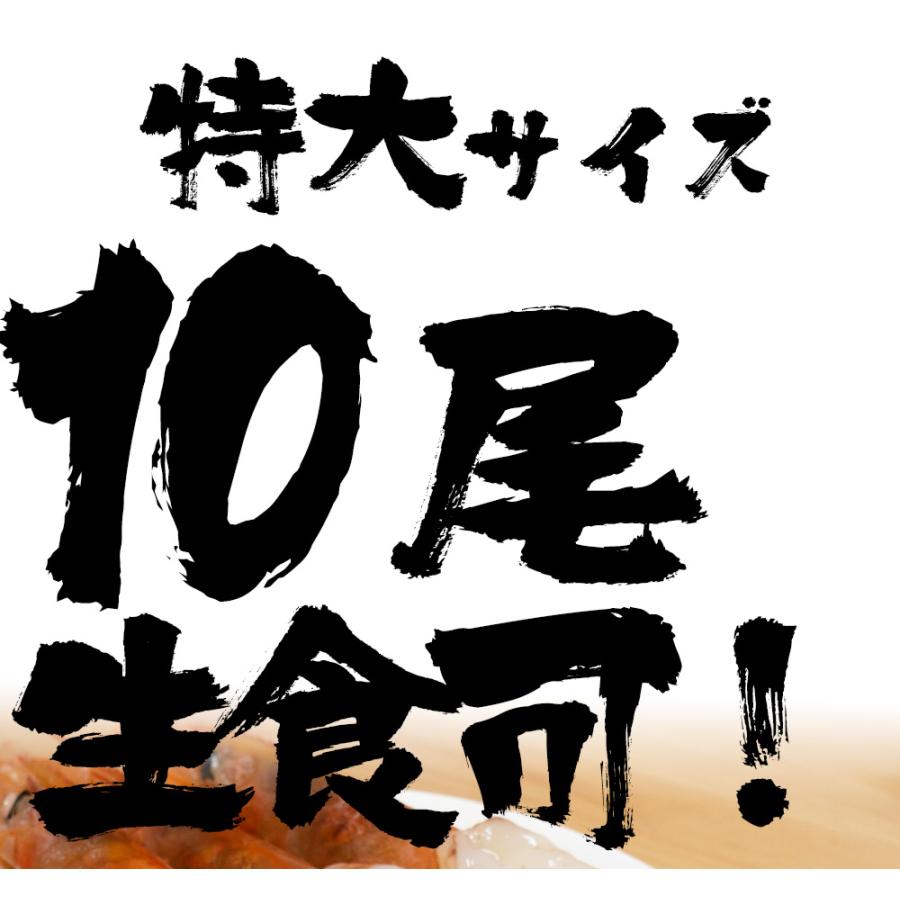 天然 有頭 赤えび 特大サイズ 10尾 赤海老 BBQ 海鮮 在宅 母の日 父の日 敬老 お中元 お歳暮 歳末 お歳暮 年末グルメ 贈答 迎春 | おさかな問屋 魚奏 | 02